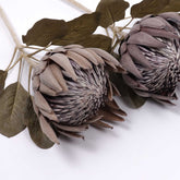 Dried-look King Protea Bloom 74cmH